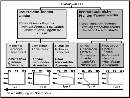 Systematische Gliederung der Tannenwälder Systematische Gliederung der Tannenwälder